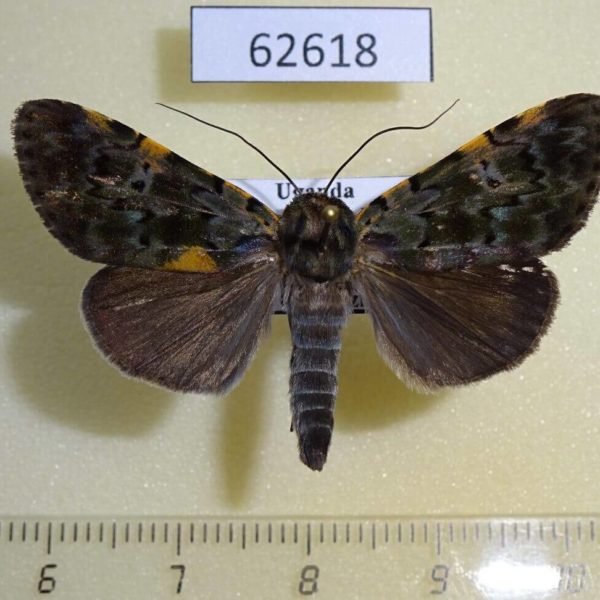 Noctuidae Eudrapa mollis Uganda
