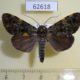 62618p Noctuidae Eudrapa mollis Uganda $8