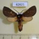 62621p Arctiidae Metarctia insignis Uganda $12