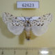 62623p Arctiidae Alpenus nigropunctata Uganda $12