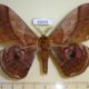 62635p Saturniidae Caligula japonica Khabarovsk reg. $8