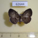 62644p Lycaenidae Liptena ilma ugandae Uganda $5