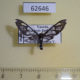62646p Arctiidae Agaphthora semihyalina Uganda $12