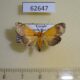 62647p Crambidae Ulopeza conigeralis Uganda $7