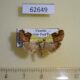 62649p Noctuidae Acontia hemixanthia Uganda $10