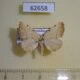 62658p Geometridae Heterophleps confusa Kazakhstan $10