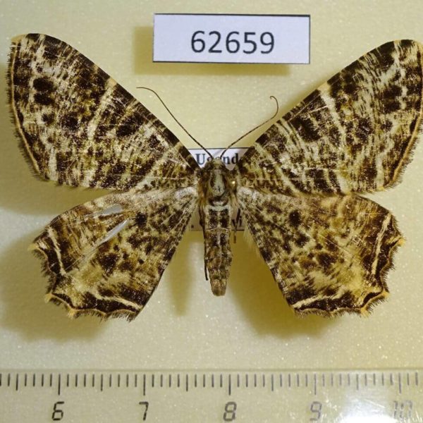 Geometridae Chorocotis ugandaria Uganda