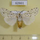 62661p Arctiidae Alpenus nigropunctata Uganda $12