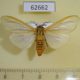 62662p Arctiidae Afromurzinia lutescens Uganda $10