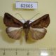 62665p Noctuidae Hypena sp. Uganda $6