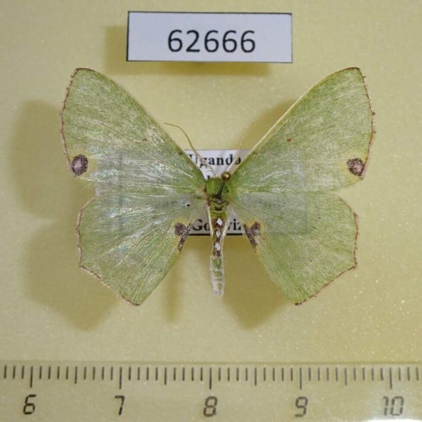 Geometridae Lophorrhachia omorrhodia Uganda