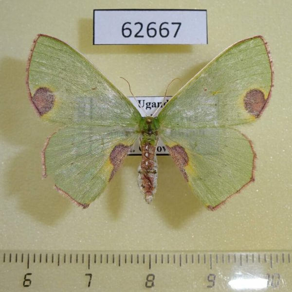 Geometridae Lophorrhachia omorrhodia f Uganda