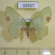 62667p Geometridae Lophorrhachia omorrhodia f Uganda $6