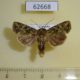 62668p Noctuidae sp. Uganda $7