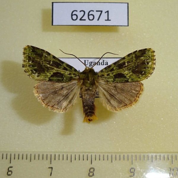 Noctuidae Nyodes dargei Uganda