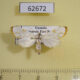 62672p Crambidae Cirrhochrista sp. Uganda $7