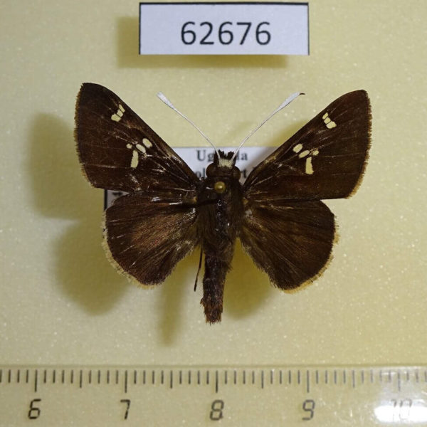 Hesperiidae Chondrolepis leggei Uganda