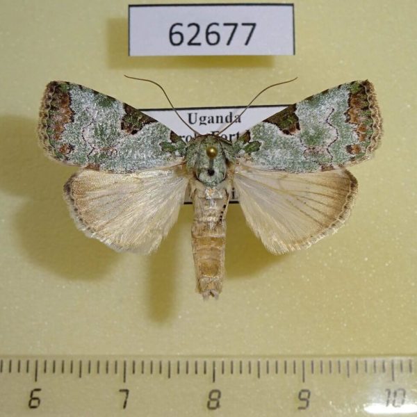 Noctuidae Blenina sp. diagona Uganda