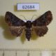 62684p Noctuidae Pericyma mendax Uganda $6