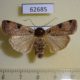 62685p Noctuidae Mentaxya percurvata Uganda $7