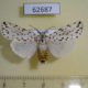 62687p Arctiidae Alpenus nigropunctata Uganda $12