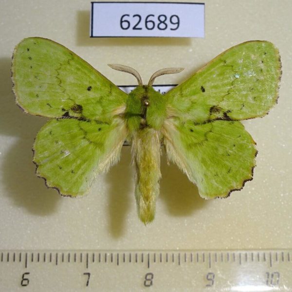 Lasiocampidae Trabala charon Uganda