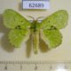 62689p Lasiocampidae Trabala charon Uganda $12