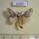 62691p Lasiocampidae Odontocheilopteryx sp. haribda Uganda $15