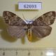 62693p Arctiidae Galtara laportei f Uganda $15