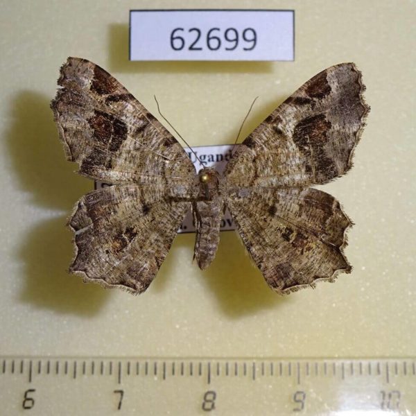 Geometridae Chiasmia sp. inquinata Uganda
