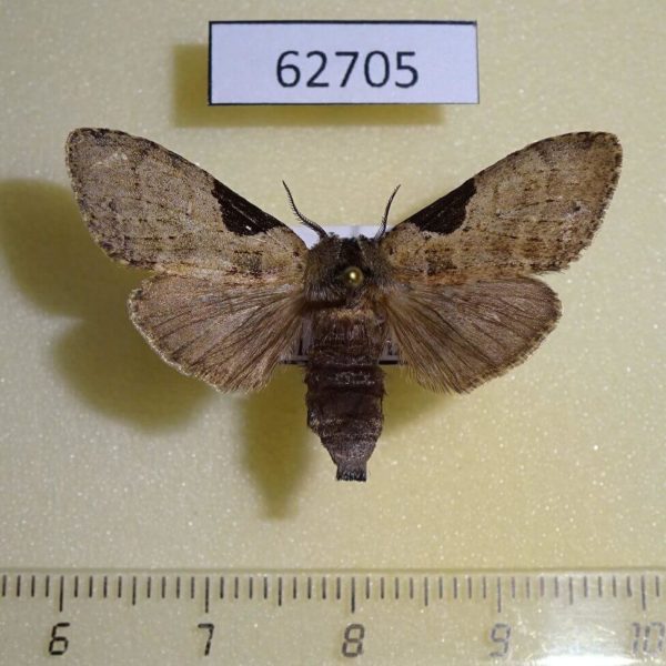 Notodontiidae Eurystauridia triangularis f Uganda