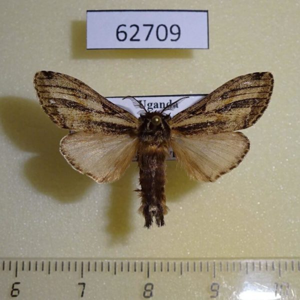 Notodontiidae Eurystauridia triangularis Uganda