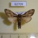 62709p Notodotiidae Eurystauridia triangularis Uganda $6