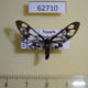 62710p Arctiidae Agaphthora basilewskyi Uganda $15