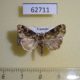 62711p Noctuidae Callopistria sp. Uganda $7