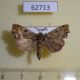 62713p Noctuidae Callopistria sp. Uganda $10