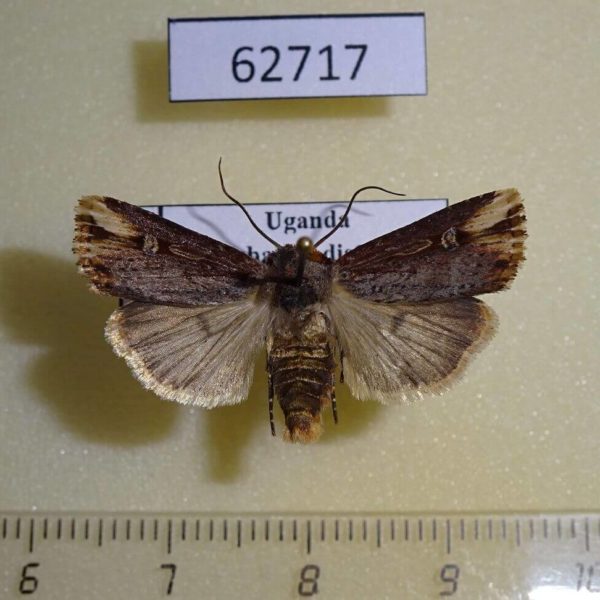 Noctuidae Hyperfrontia semicirculosa Uganda