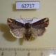 62717p Noctuidae Hyperfrontia semicirculosa Uganda $8