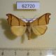 62720p Noctuidae Paralephana incurvata Uganda $9