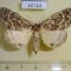 62722p Noctuidae Calesia caputrubrum Uganda $9