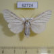 62724p Arctiidae Dubatolovia atrivena Uganda $15