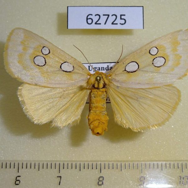 Noctuidae Rhanidophora cinctigutta f Uganda