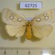 62725p Noctuidae Rhanidophora cinctigutta f Uganda $17