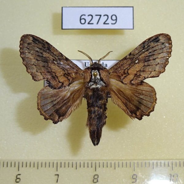 Lasiocampidae Epicnapteroides lobata Uganda