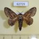 62729p Lasiocampidae Epicnapteroides lobata Uganda $10