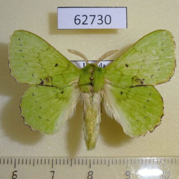 Lasiocampidae Trabala charon Uganda