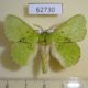 62730p Lasiocampidae Trabala charon Uganda $10
