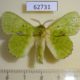 62731p Lasiocampidae Trabala charon Uganda $10