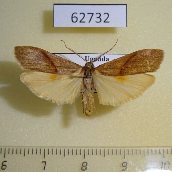 Arctiidae Ligulosia costimaculata Uganda