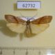62732p Arctiidae Ligulosia costimaculata Uganda $9